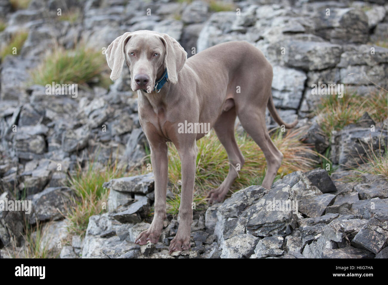 Zehn Monate alte Weimaraner Welpe Hund auf Land einstellen, Yorkshire Dales, UK Stockfoto