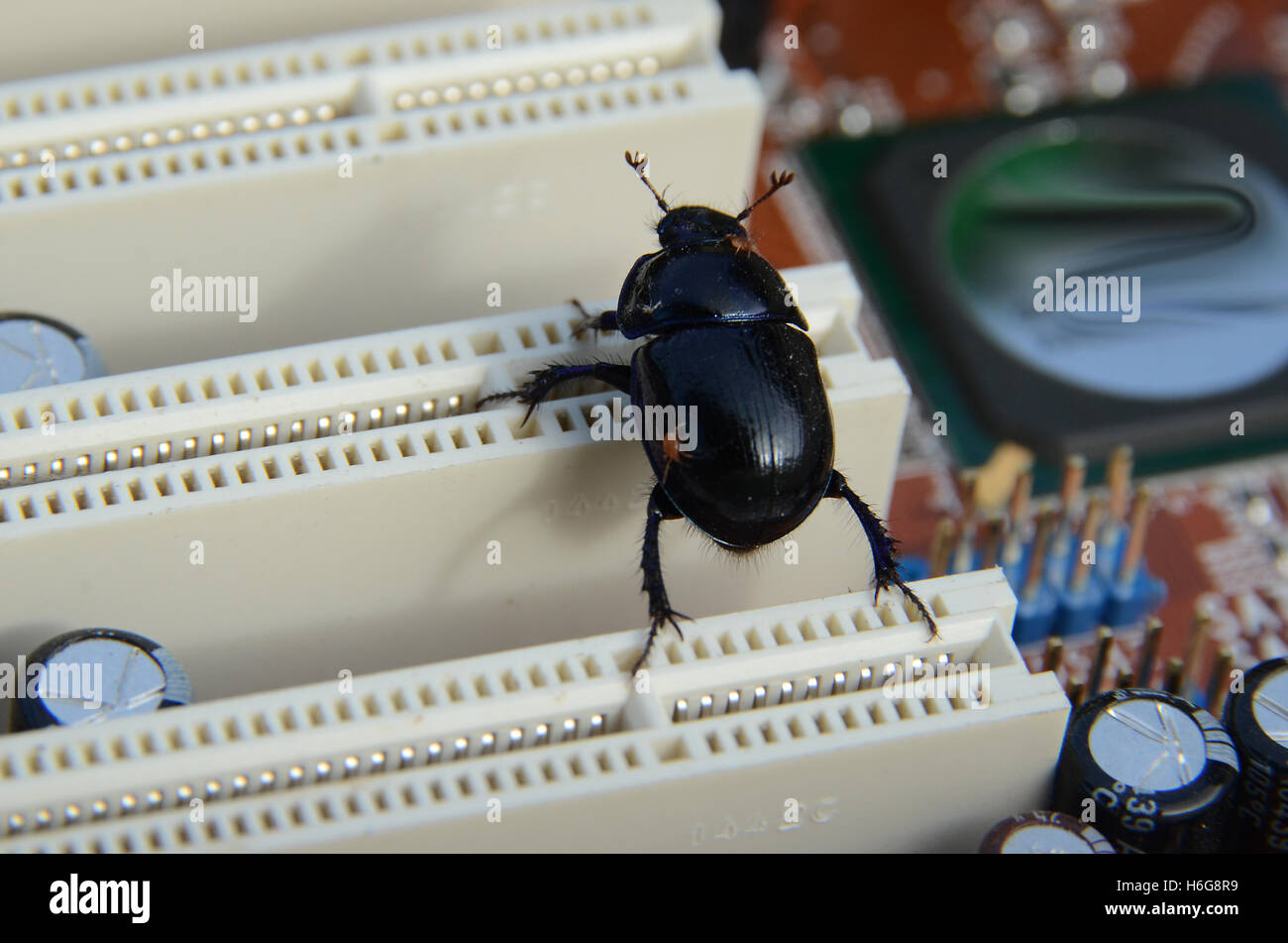 Wir haben einen Bug. Das Bild deutet darauf hin, dass einige IT-System ausgefallen ist. Stockfoto