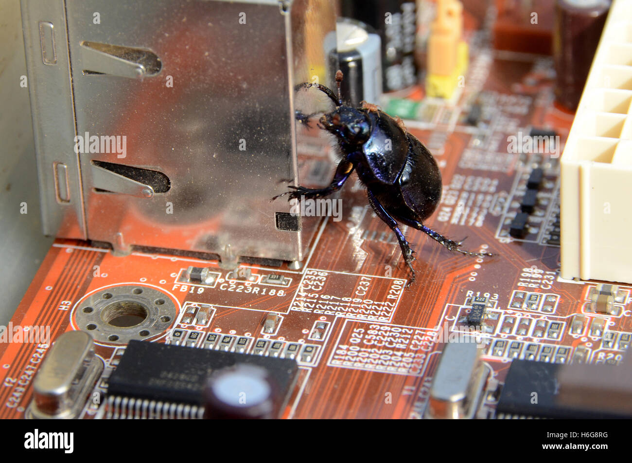 Wir haben einen Bug. Das Bild deutet darauf hin, dass einige IT-System ausgefallen ist. Stockfoto