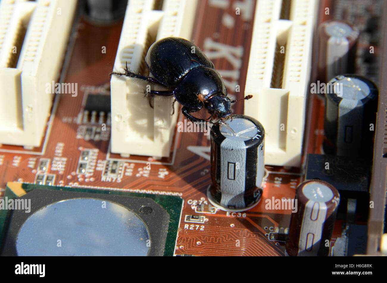 Wir haben einen Bug. Das Bild deutet darauf hin, dass einige IT-System ausgefallen ist. Stockfoto