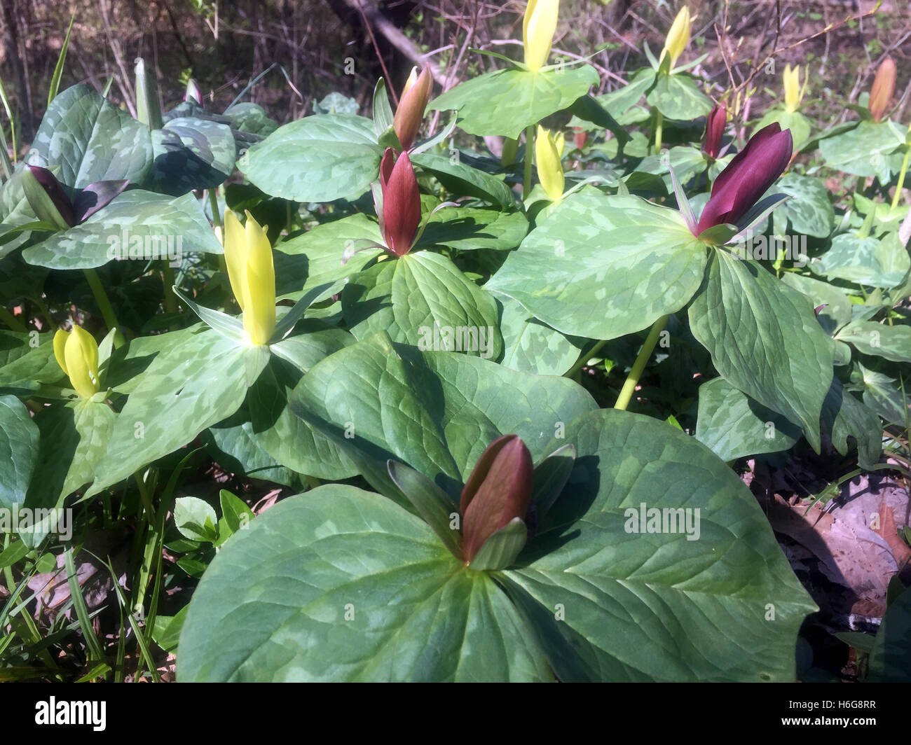 Eine Gruppe von Trillium (Trillium Luteum) wächst in einem Arboretum in Tennessee Stockfoto