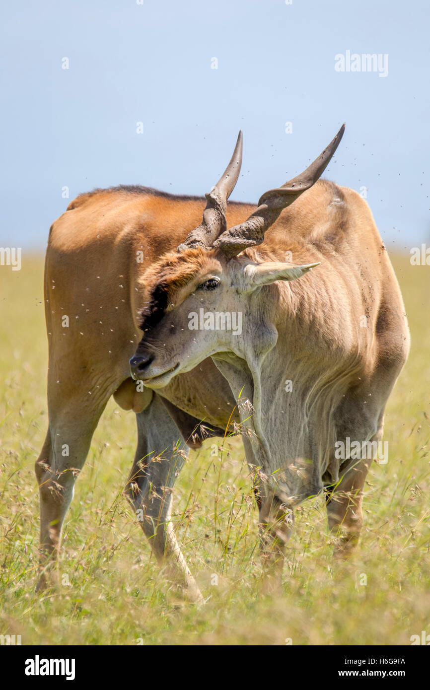 Gemeinsame Eland Taurotragus Oryx, südlichen Eland, eland Antilope, Stier/mann zu fuss Seite Blick auf Grünland, Laikipia Kenia Afrika Stockfoto
