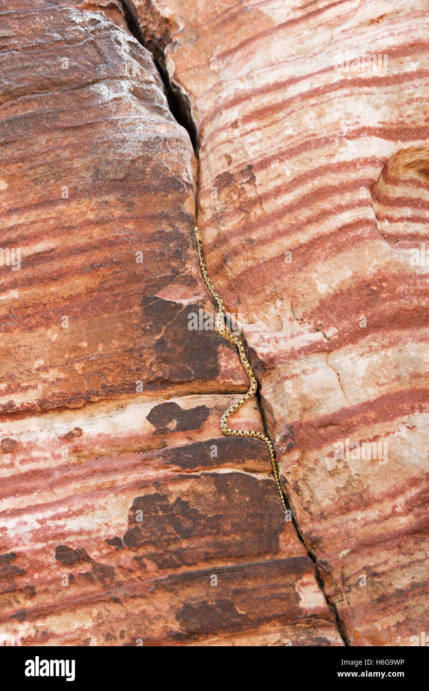 ein Gopher Snake klettert einen Sandstein-Riss bei Red Rocks Stockfoto
