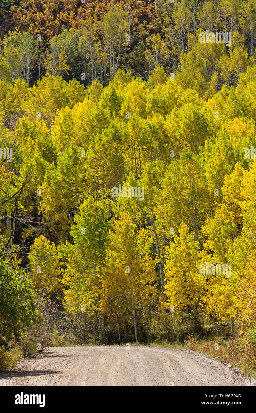 ein Land Straße Kurven hinter einer Baumgruppe gelbe Espe im Herbst Stockfoto