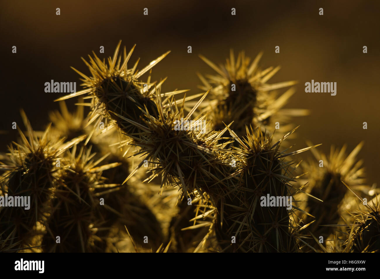 hinterleuchtete Cholla Cactus Wirbelsäule Detail mit dunklem Hintergrund Stockfoto