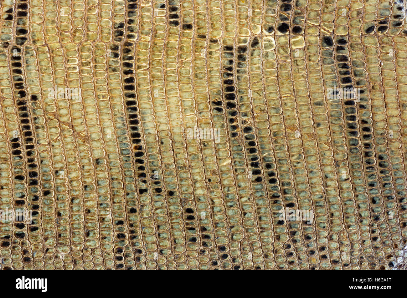 alten gebräunte Schlange Haut Hintergrundtextur Stockfoto