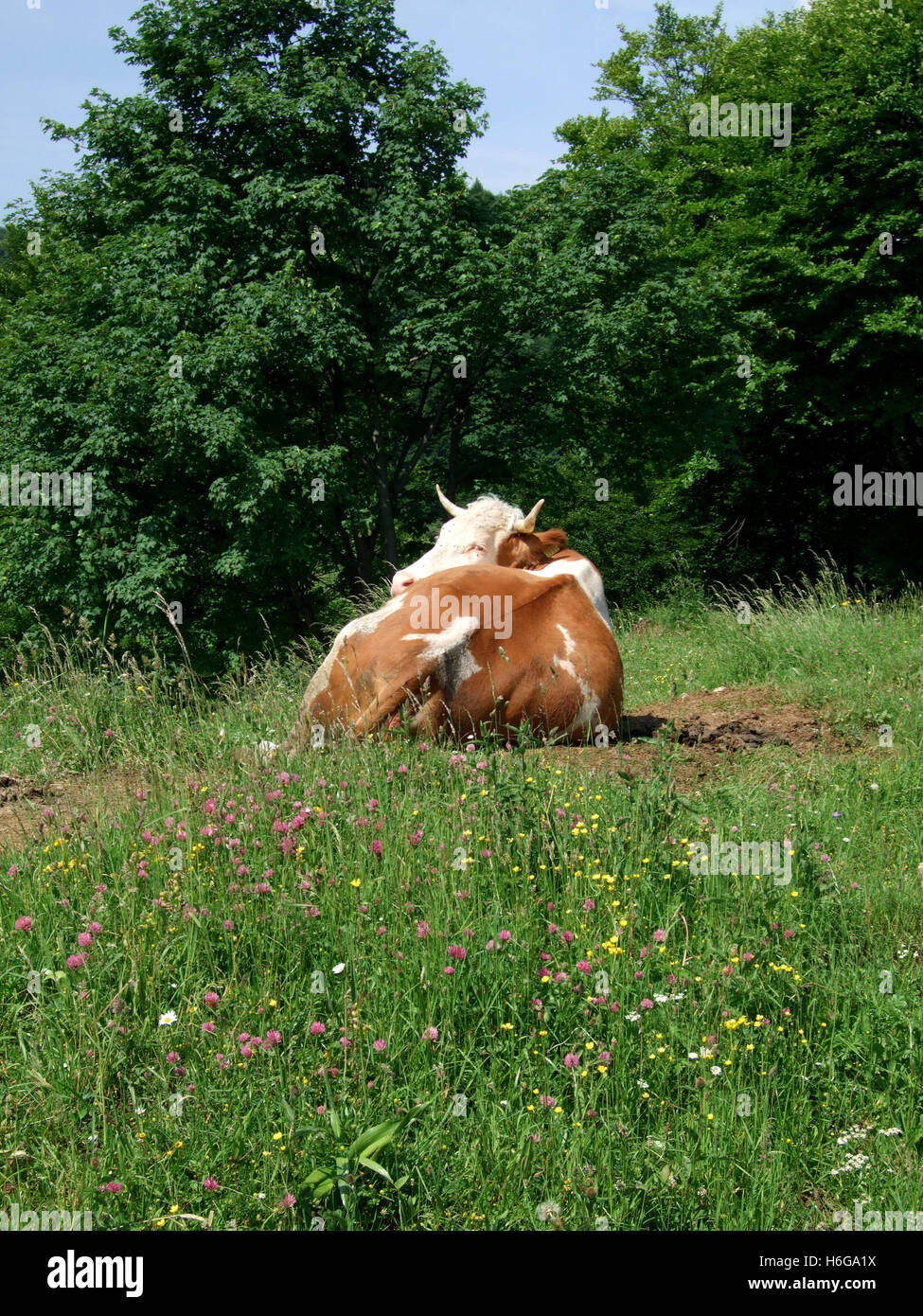 Rumänische Landschaft Stockfoto