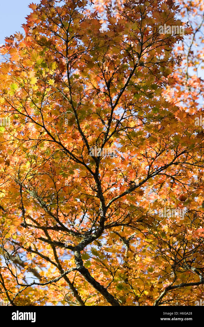 Acer Shirasawanum 'Ogurayama'. Vollmond-Ahorn im Herbst. Stockfoto