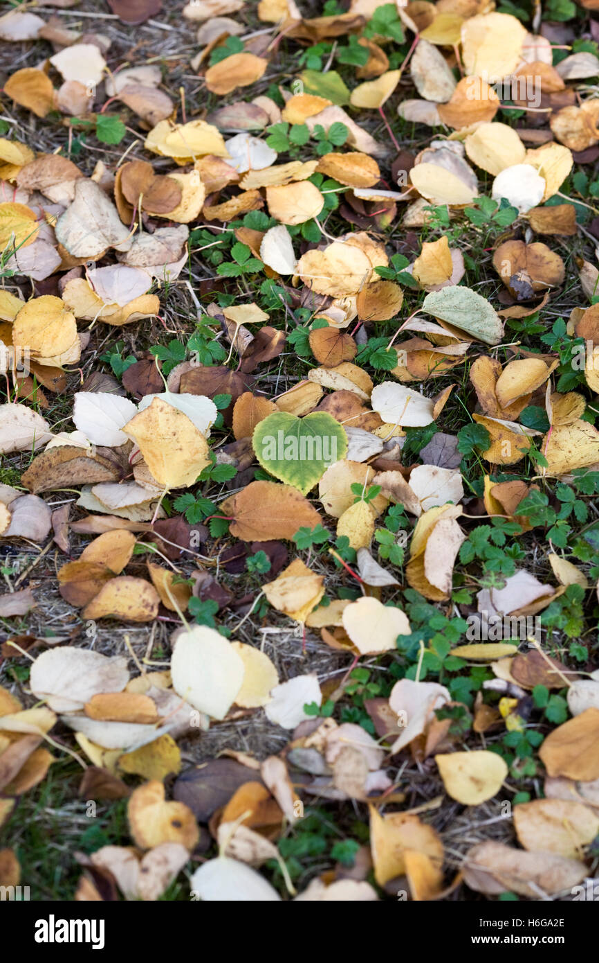 Knusprige Herbstlaub. Stockfoto