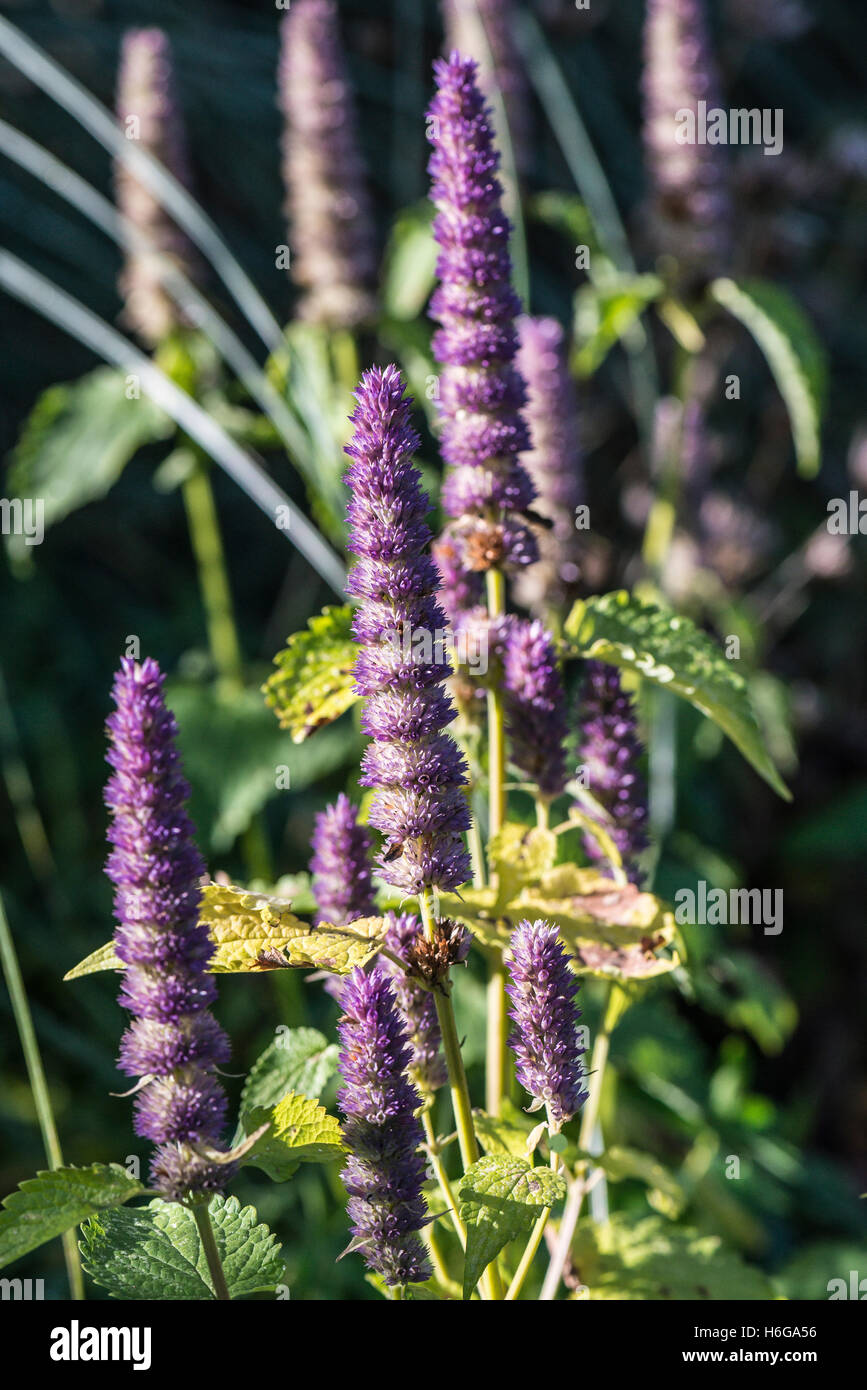 Die blütenkerzen der Koreanische Minze (Agastache rugosa) Stockfoto