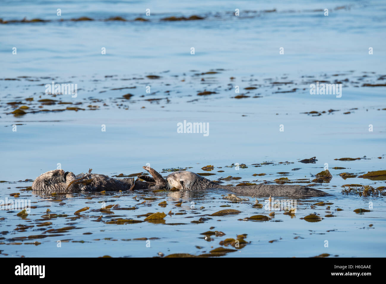 California Sea Otter, schnüffelt Enhydra Lutris Nereis (bedrohte Arten), männliche schlafende Frau eingewickelt in Seetang, Kalifornien, USA Stockfoto