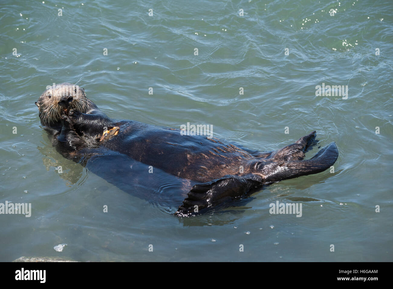 California Sea Otter, Enhydra Lutris Nereis, eine Muschel mit mehr auf der Brust in einem Haut-Beutel, um als nächstes Moss Landing Essen Essen Stockfoto