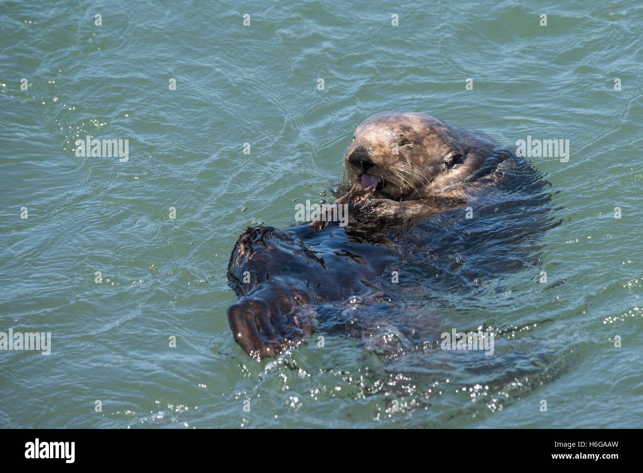 California Sea Otter oder südlichen Seeotter, Enhydra Lutris Nereis (bedrohte Arten), Pflege, Elkhorn Slough, Moss Landing Stockfoto