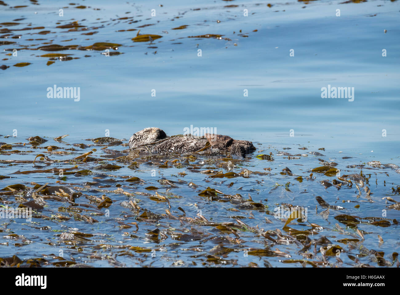 California Sea Otter oder südlichen Seeotter, Enhydra Lutris Nereis, weiblich in Seetang gewickelt, um sie während des Schlafens fixieren Stockfoto