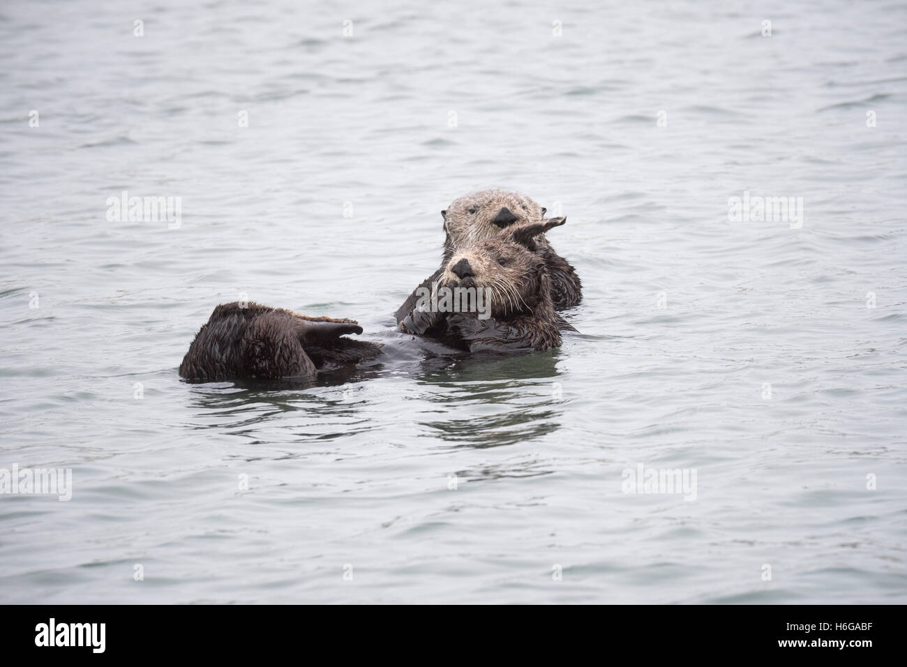 eine Mutter California Sea Otter oder südlichen Seeotter, Enhydra Lutris Nereis, kuschelt ihr Welpe, Elkhorn Slough, Kalifornien, USA Stockfoto