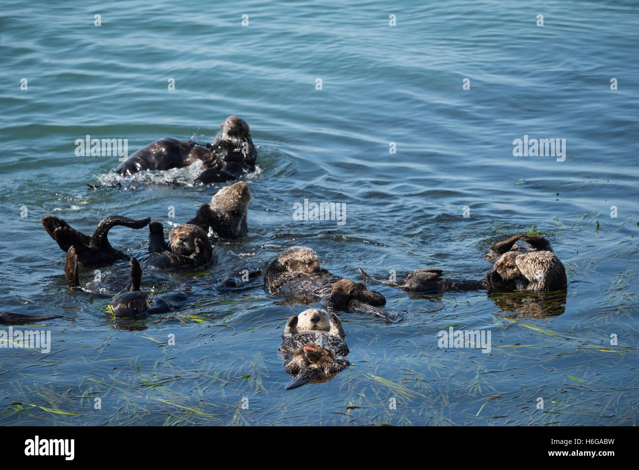 südlichen Seeotter, Enhydra Lutris Nereis, schlafen, Ruhe und Geselligkeit in einem Floß, Morro Bay, Kalifornien Stockfoto