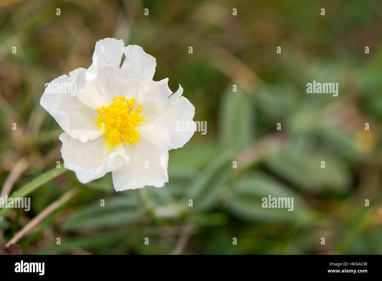 Weißer Rock rose (Helianthemum Apenninum) Blume. Seltene zarte weiße Blume dieser niedrig wachsende Pflanze in der Familie Cistaceae Stockfoto