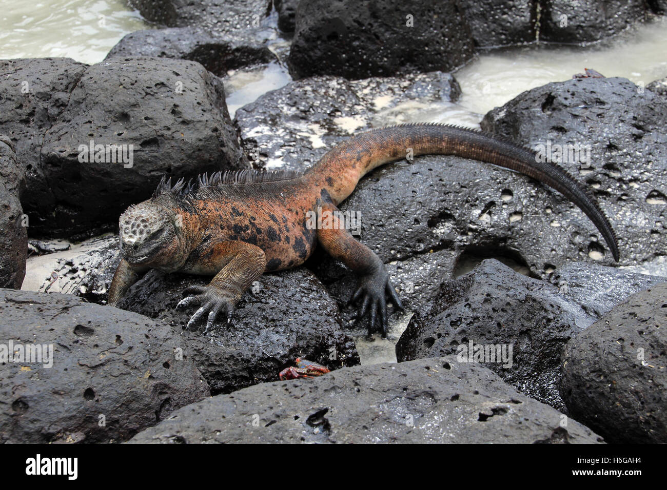 Galapagos Marine Iguana ruht auf Lavagestein Stockfoto