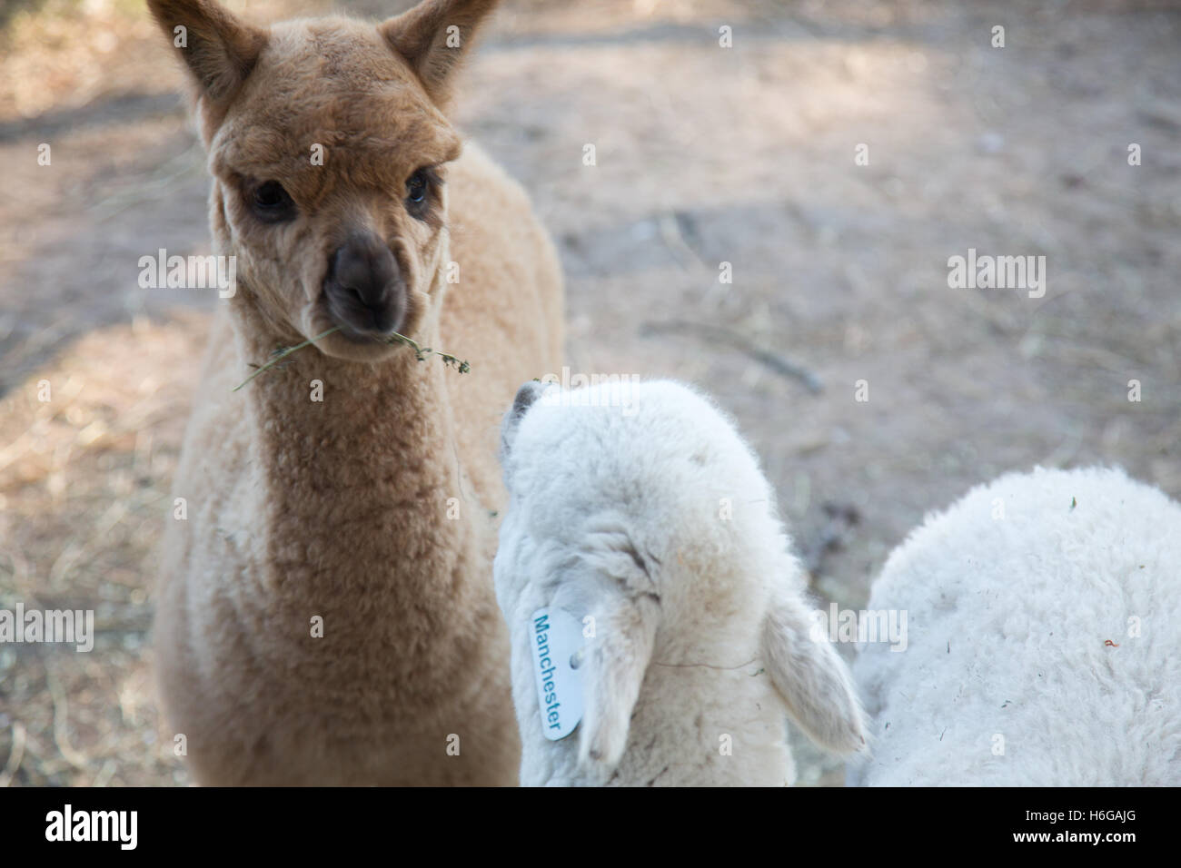 Alpaka (Vicugna Pacos) auf einer Farm in New South Wales, Australien Stockfoto