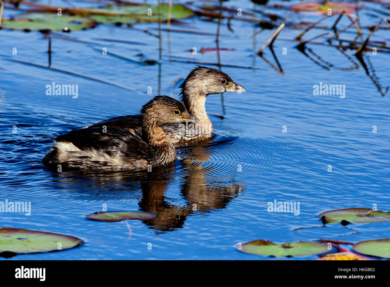 Pied – abgerechnet grebe Stockfoto