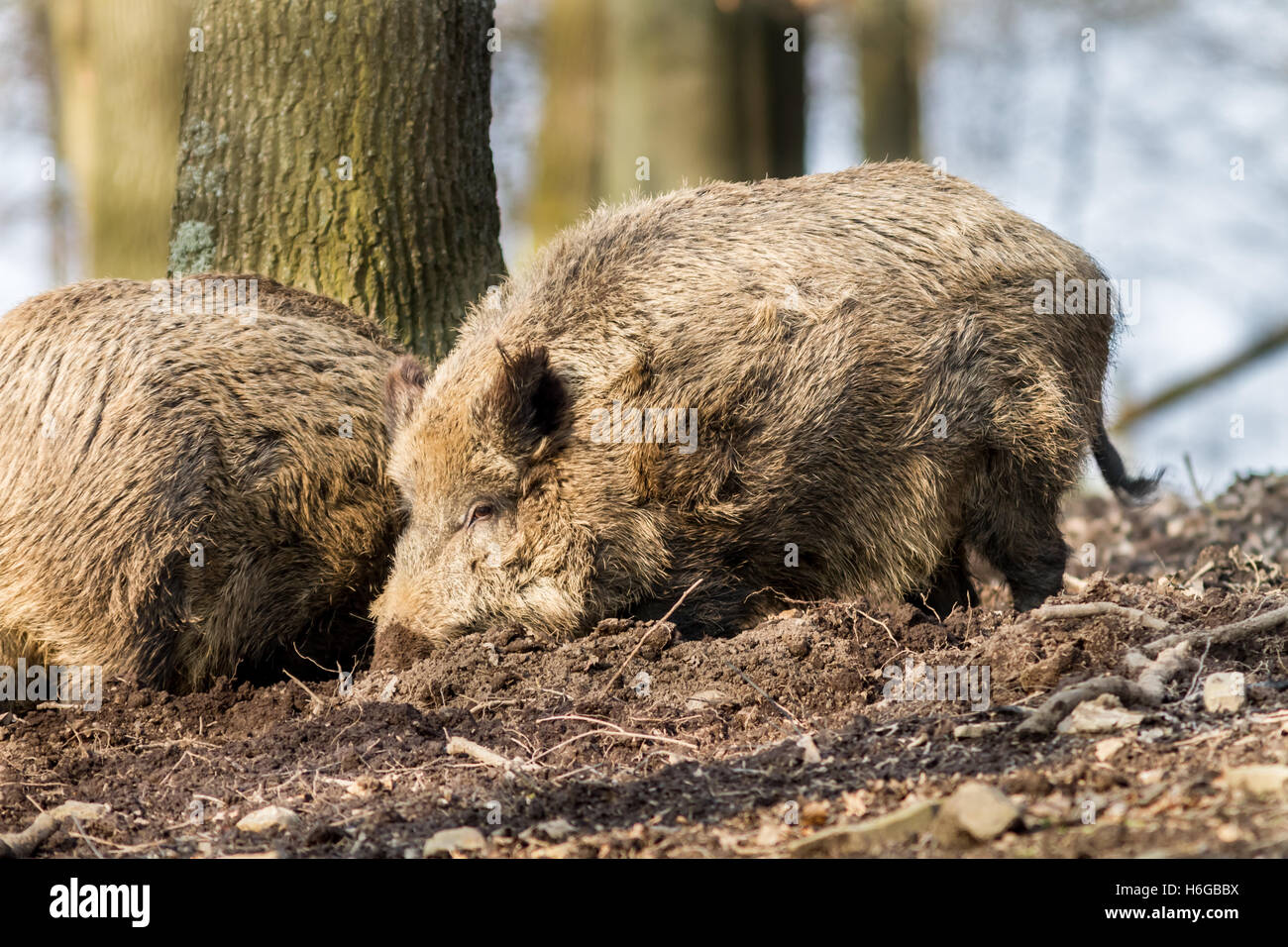 Wildschwein (Sus Scrofa Scrofa) - Wildschwein Gehäuse, Roetgen, Deutschland Stockfoto