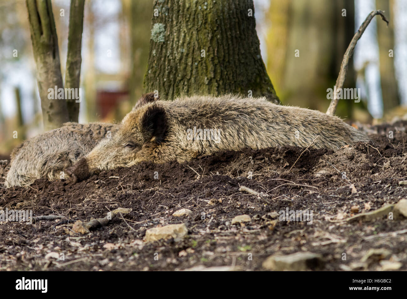 Wildschwein (Sus Scrofa Scrofa) - Wildschwein Gehäuse, Roetgen, Deutschland Stockfoto