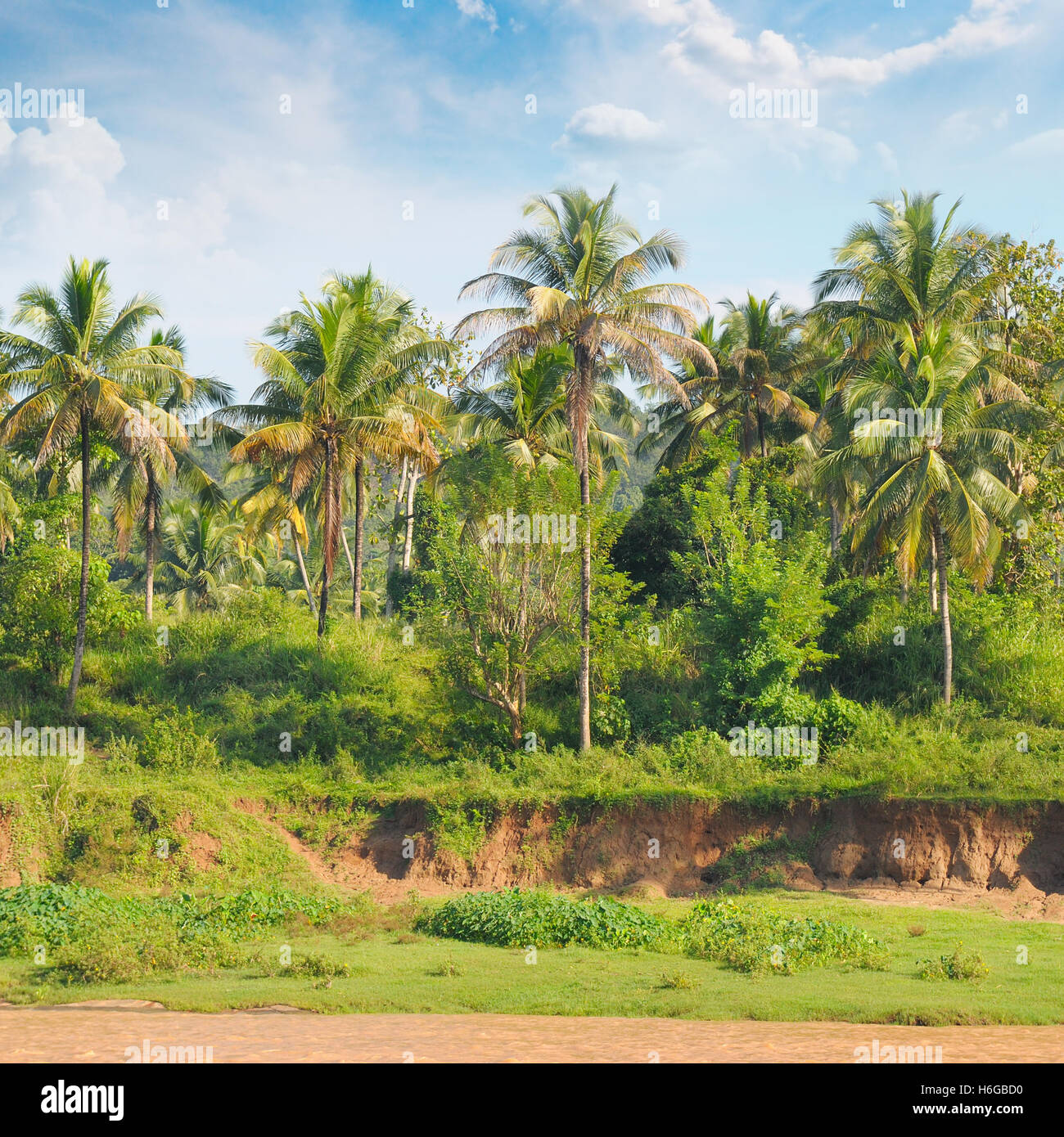 Tropischer Palmenwald am Flussufer und Himmel Stockfoto
