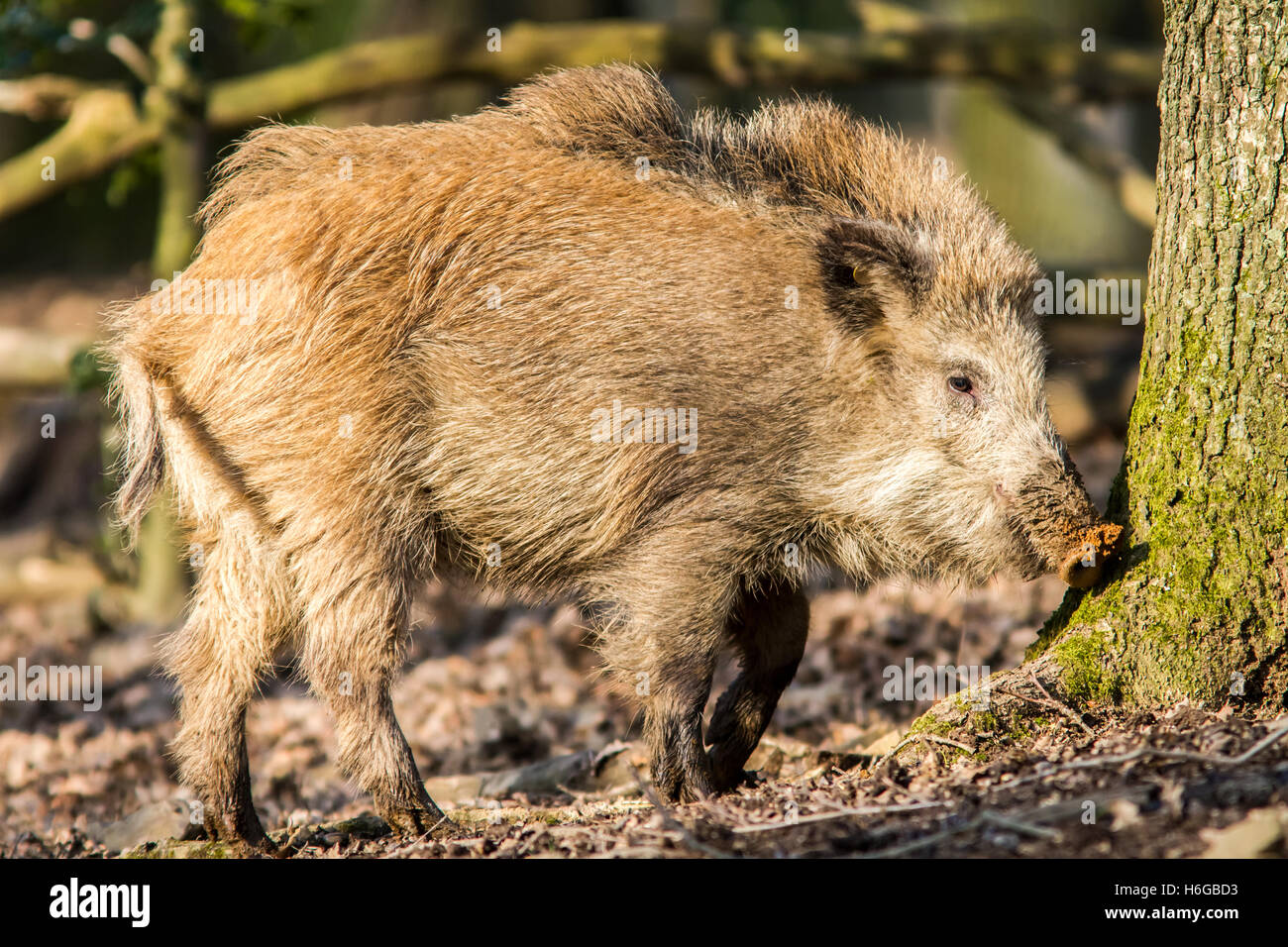 Wildschwein (Sus Scrofa Scrofa) - Wildschwein Gehäuse, Roetgen, Deutschland Stockfoto