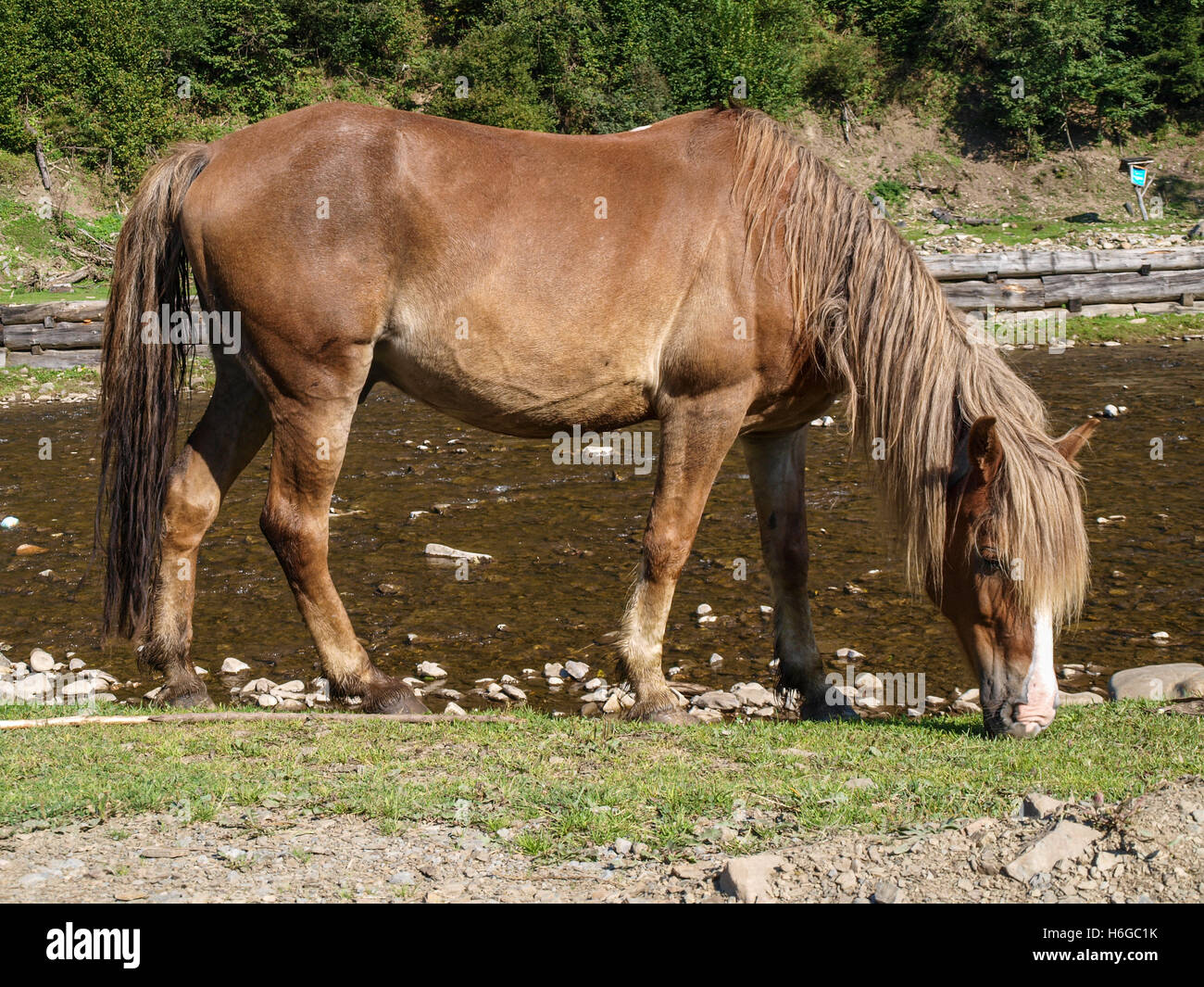 Pferde grasen frei Stockfoto