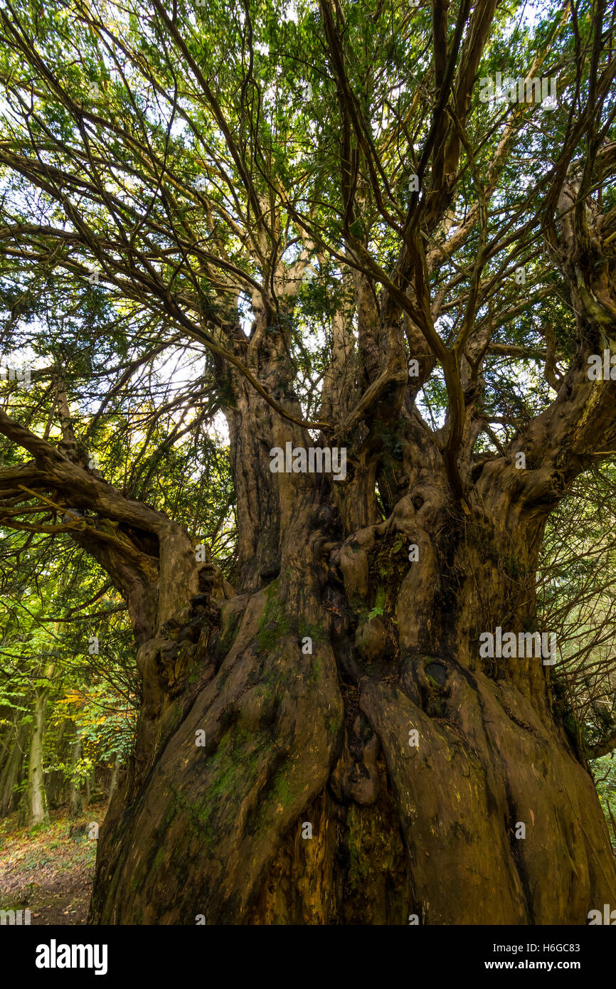 König Eibe, alten Eibe im Wald von Dean. UK Jahreszeiten Herbst im Wald von Dean und Wye Valley Stockfoto