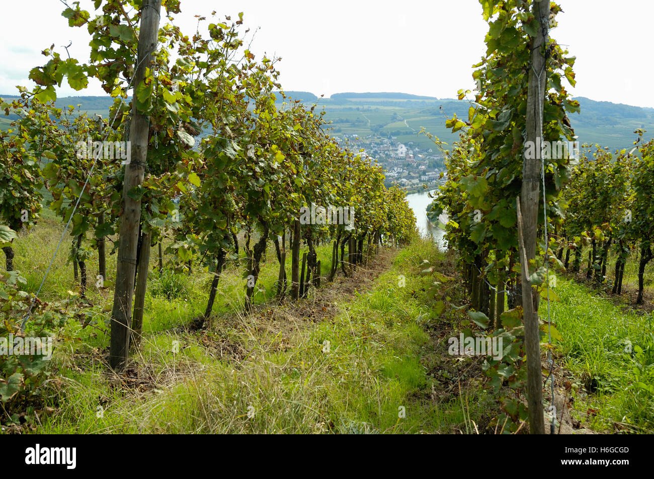 Weinberg-Landschaft im Tal Flusses Mosel, Deutschland Stockfoto