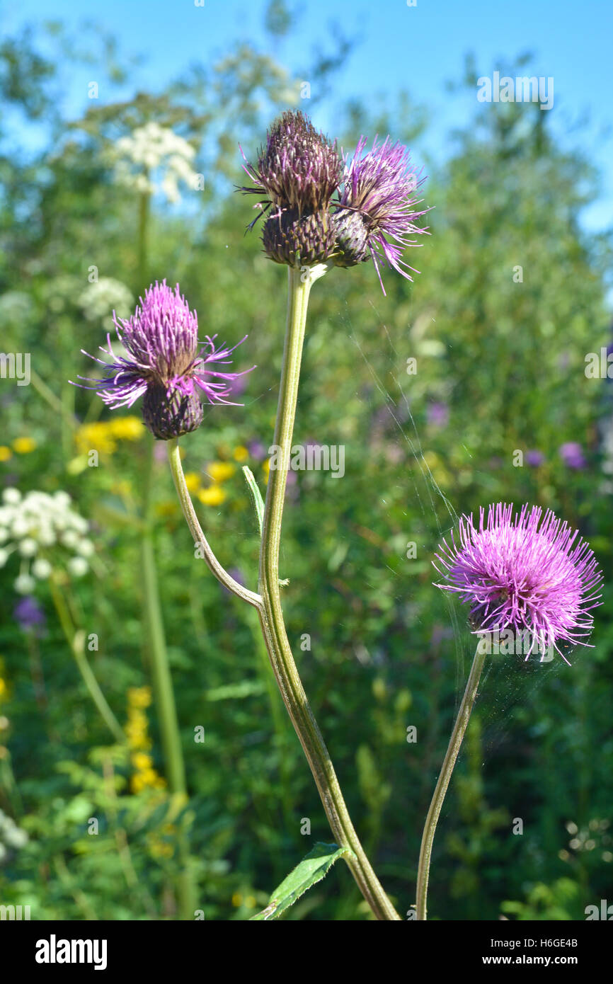 Wilde Distel Blume. Blumen im Nationalpark Yugyd VA. Stockfoto