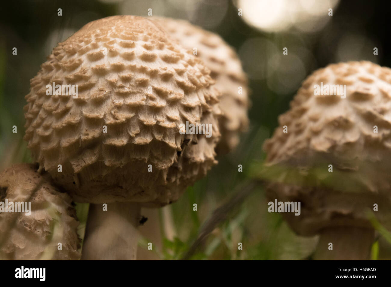 Parasol Pilz Macrolepiota Procera Lepiota procera Stockfoto