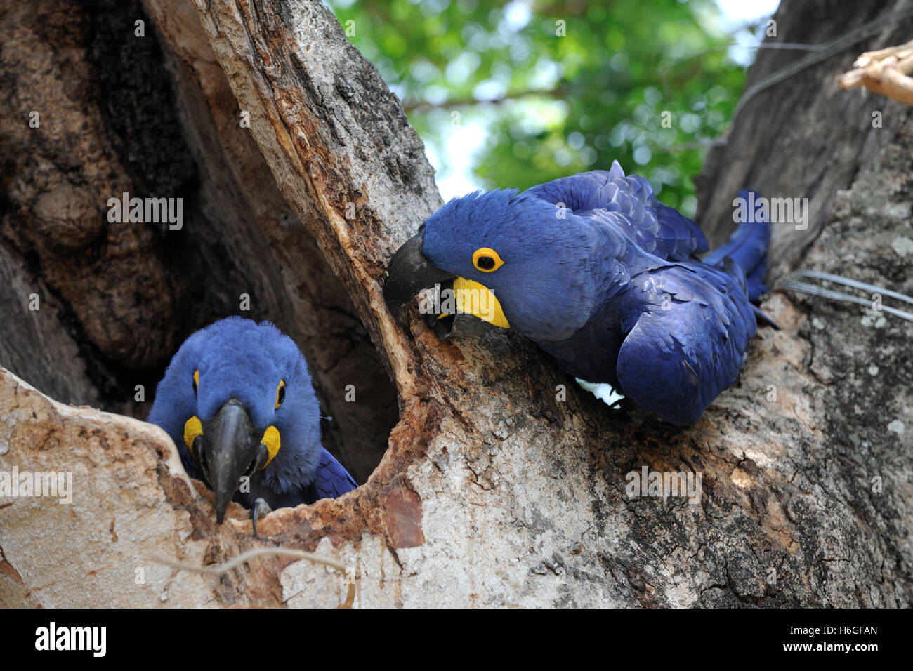 Paarung zweier Hyazinth-Aras an ein Nest Loch in einem Baum in der Nähe von Port Jofre, Pantanal, Brasilien Stockfoto
