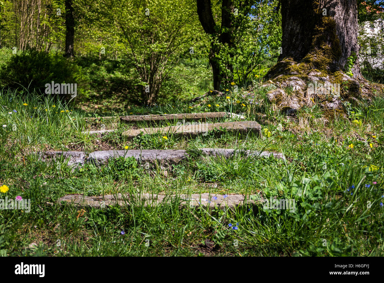 Details im Wald Stockfoto