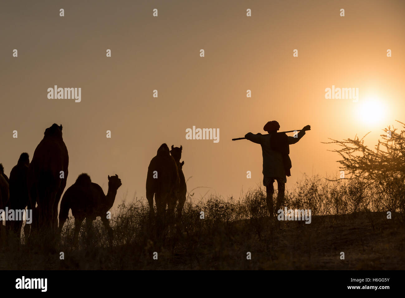 Sonnenuntergang, Silhouette eines Mannes zu Fuß mit seinem Kamel, Pushkar Camel Fair, Pushkar, Rajasthan, Indien Stockfoto
