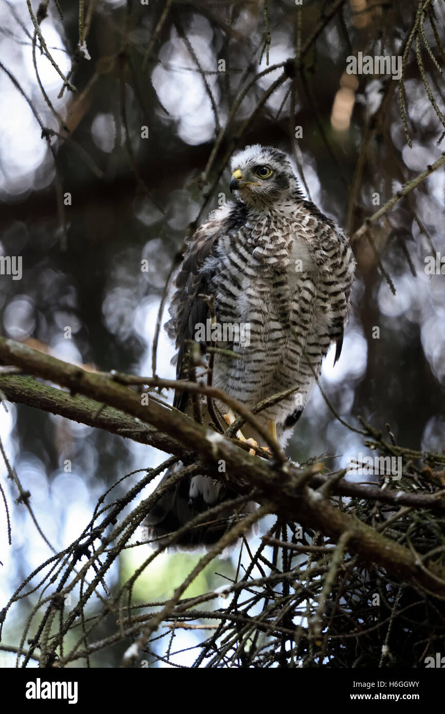 Sperber / Sperber (Accipiter Nisus), gerade flügge, junger Mann, thront auf einem Ast in der Nähe von seinem Nest beobachten beiseite. Stockfoto