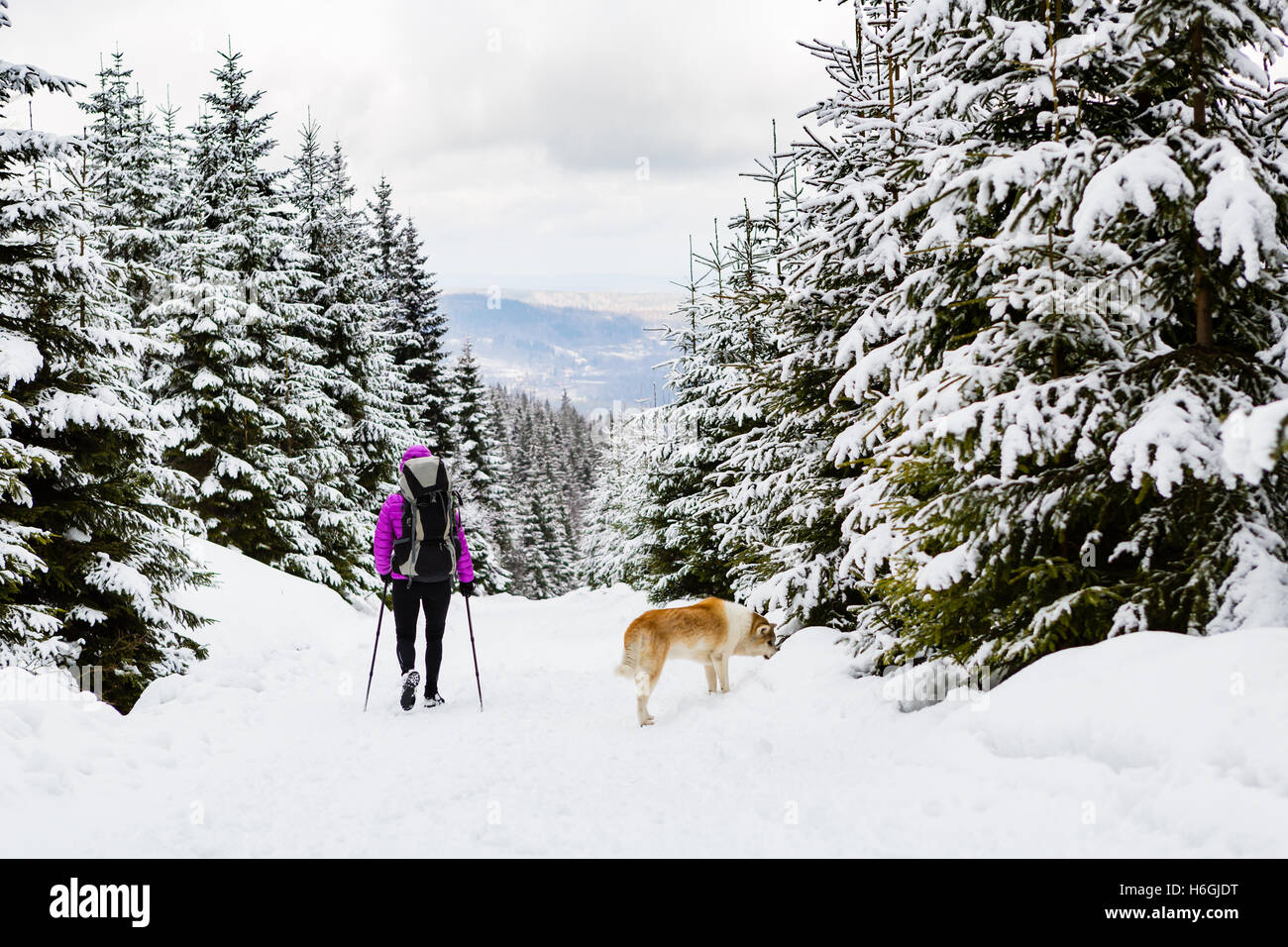 Weibliche Backpacker Reisen Wandern im weißen Winterwald mit Akita Hund. Beine und Stiefel trekking. Erholung, Fitness und gesunde Stockfoto