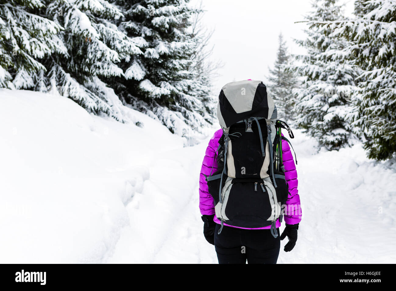 Frau, Wandern oder trekking im weißen Wald Winterwald mit Rucksack. Erholung, Fitness und einen gesunden Lebensstil im Freien im winter Stockfoto