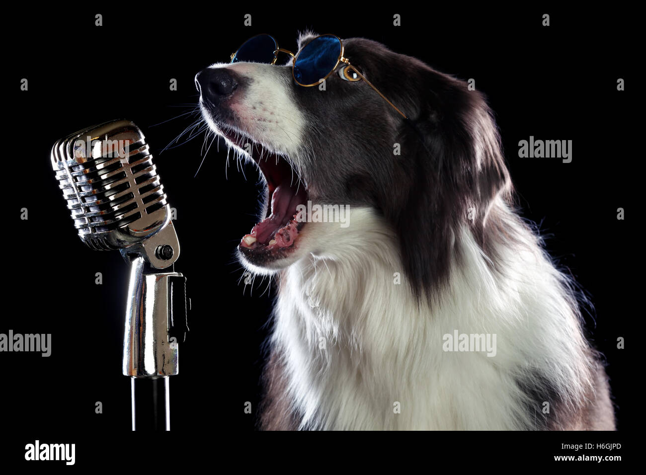 Wunderschöne Border-Collie Hund ins Mikrofon singen Stockfoto
