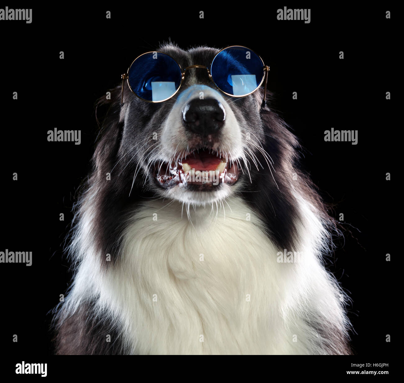 Wunderschöne Border-Collie Hund mit Sonnenbrillen Stockfoto