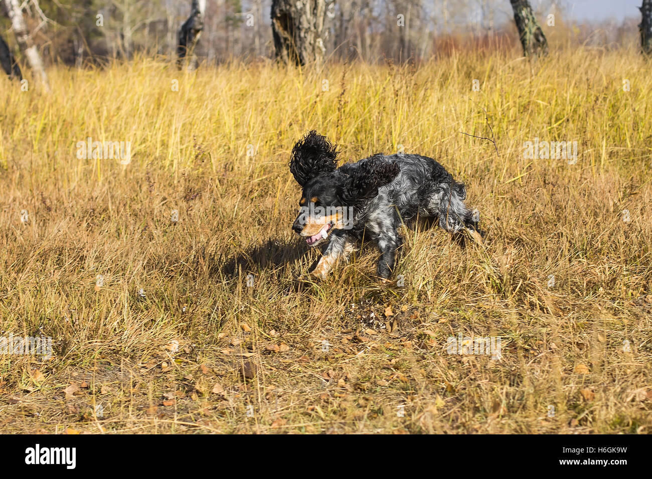 Russischer Spaniel laufen und spielen in gelben Herbst Rasen entdeckt. Stockfoto