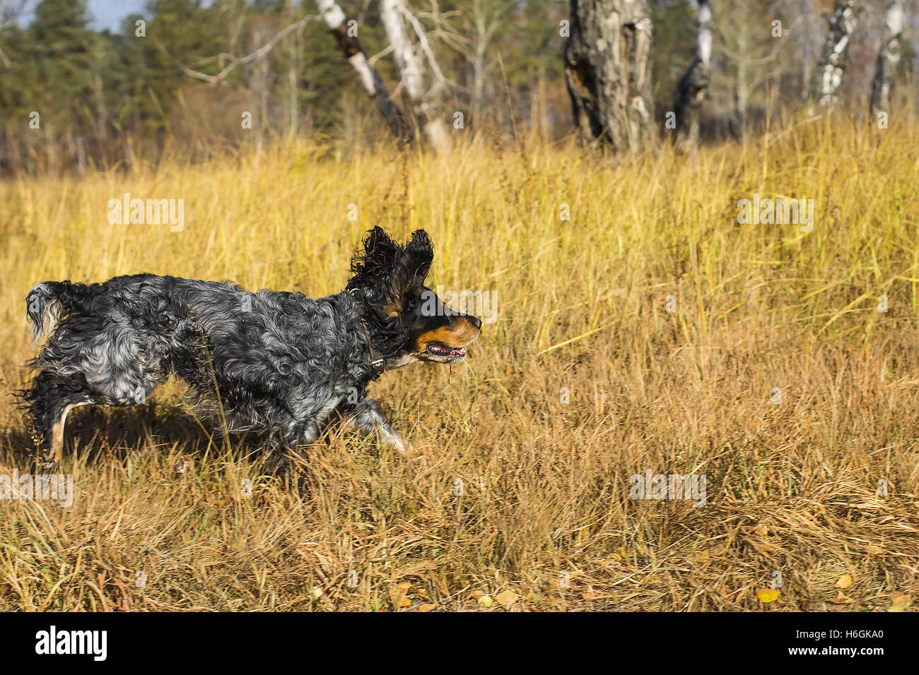 Russischer Spaniel laufen und spielen in gelben Herbst Rasen entdeckt. Stockfoto