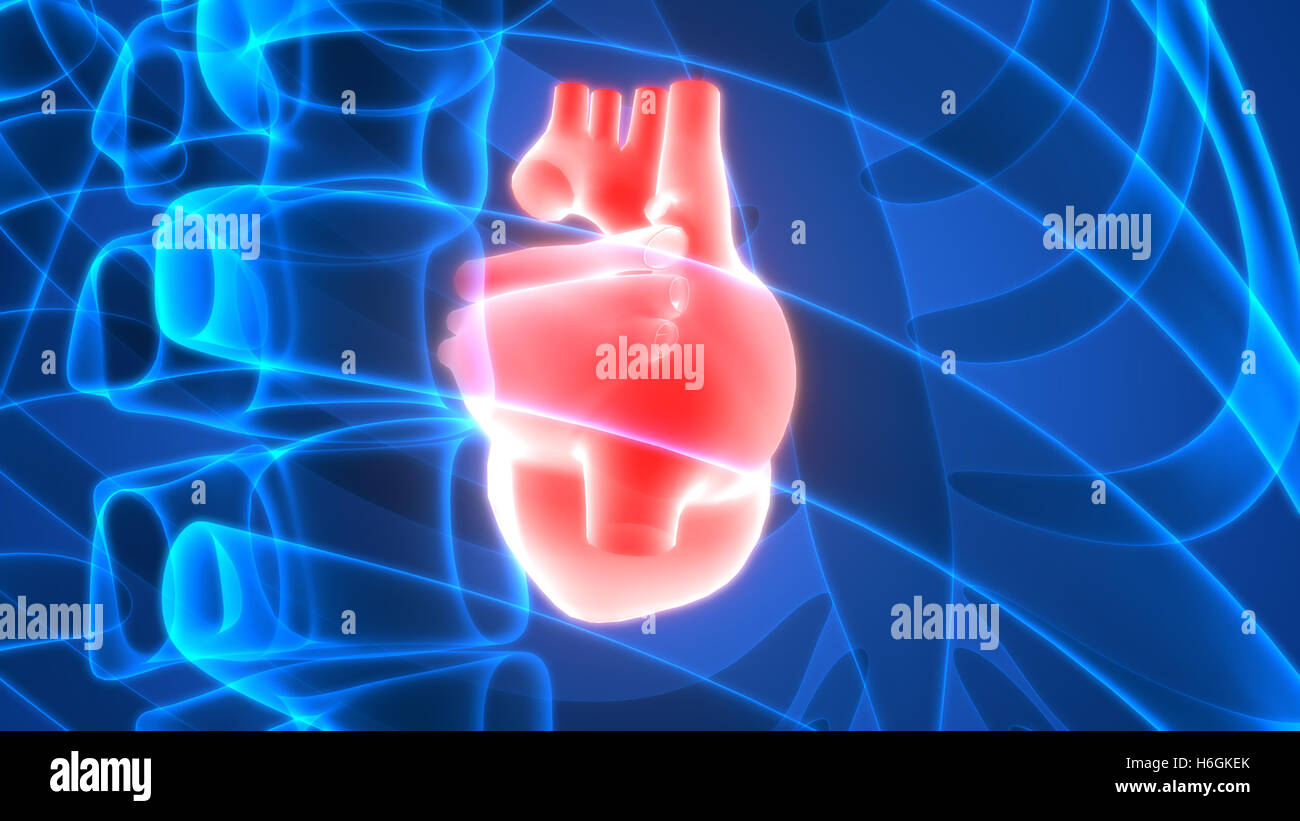 Anatomie des menschlichen Herzens Stockfoto