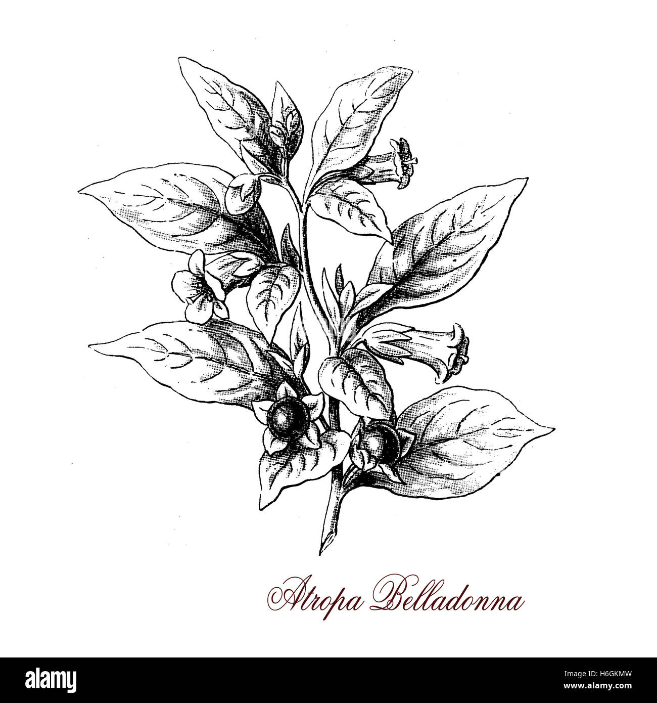 Belladonna oder Tollkirsche ist eine krautige Pflanze, die weit verbreitet. Blätter und Beeren sind sehr giftig. in der Vergangenheit diente es als Medizin, Kosmetik und vergiften. Stockfoto