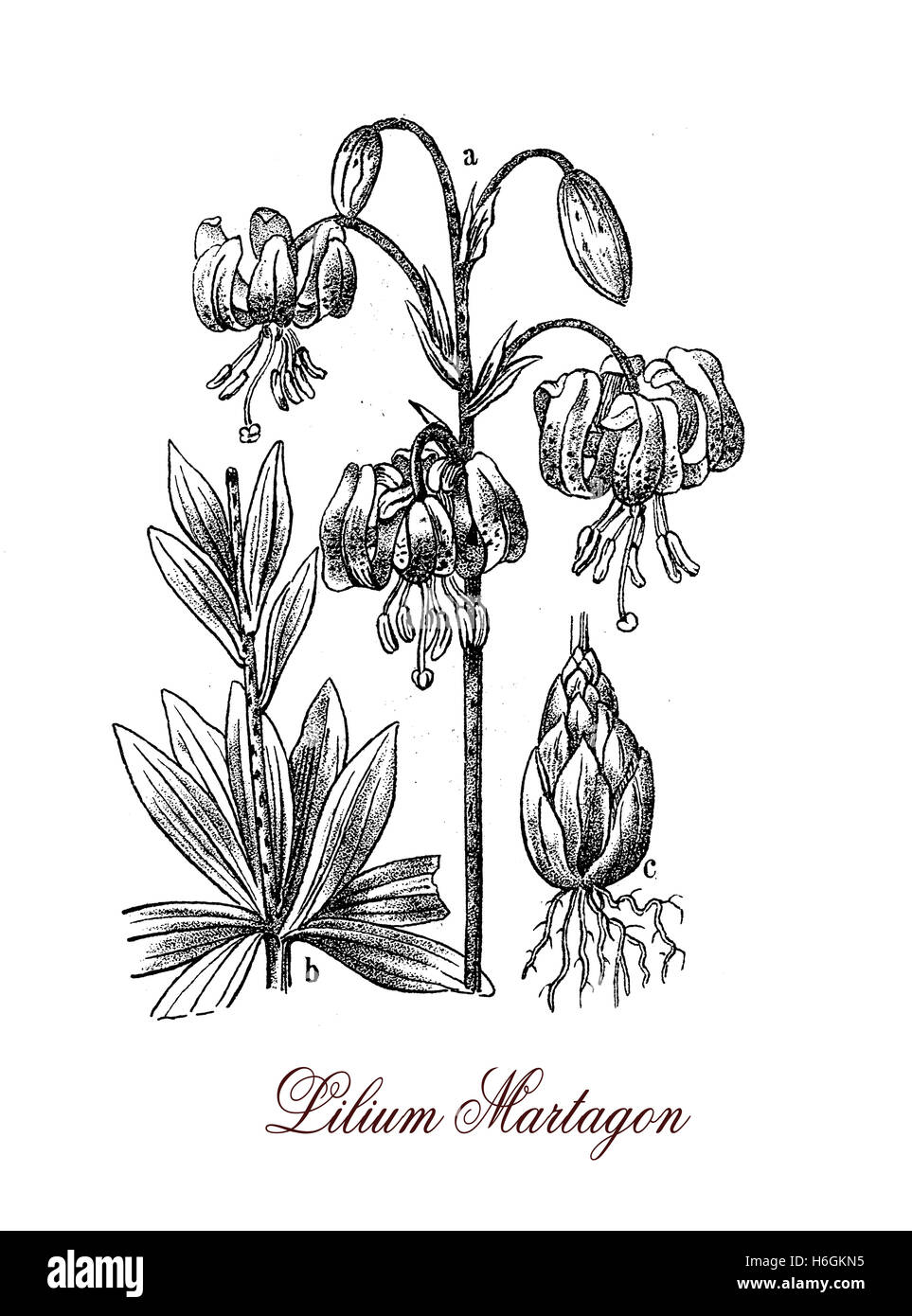 Lilium Martagon oder Martagon-Lilie ist eine Lilie mit zahlreichen duftenden rosa-violetten Blüten, die Pflanze ist sehr giftig für Katzen. Stockfoto