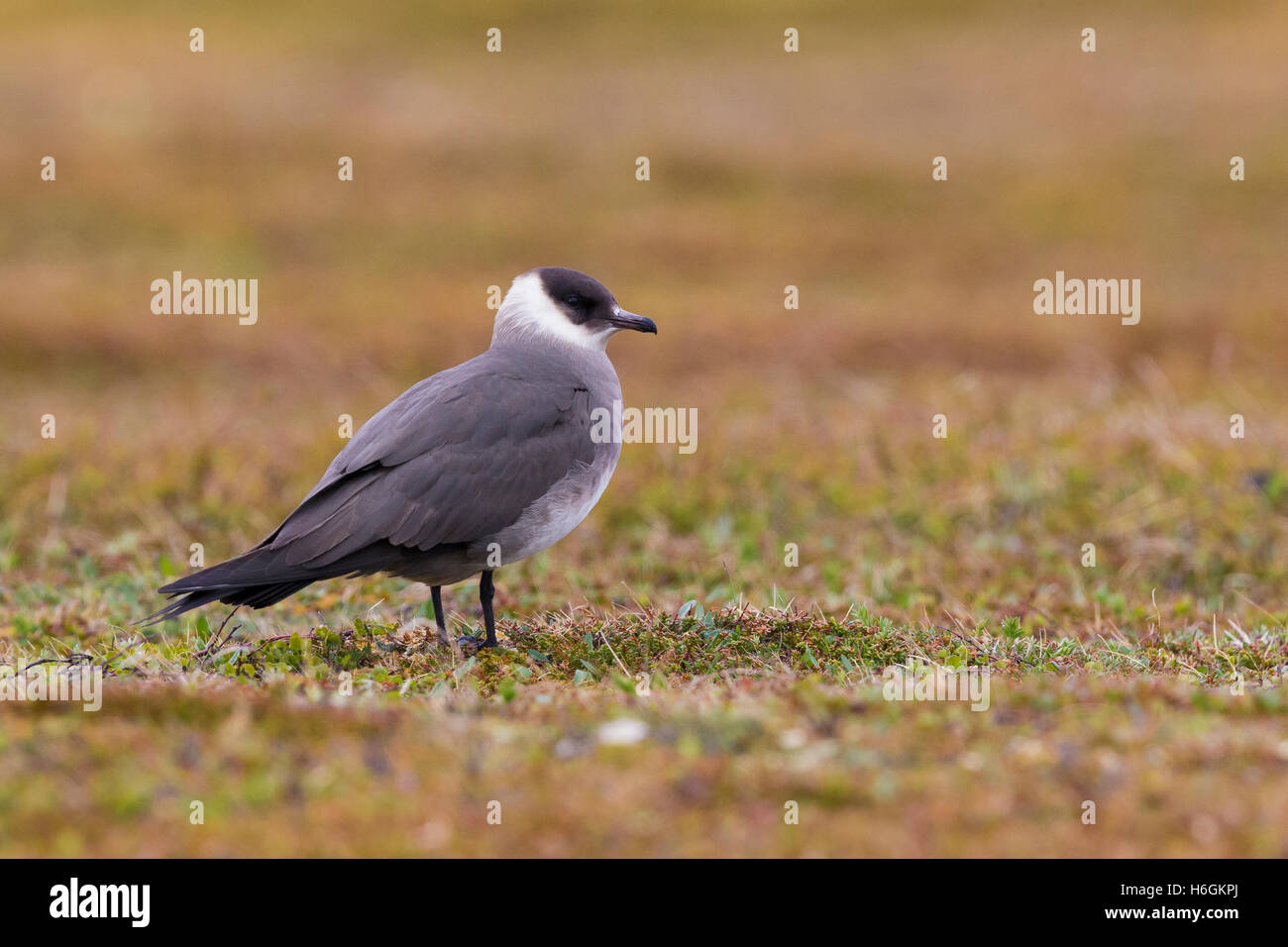 Arktis Jaeger (Stercorarius Parasiticus), Erwachsene stehen auf dem Boden Stockfoto