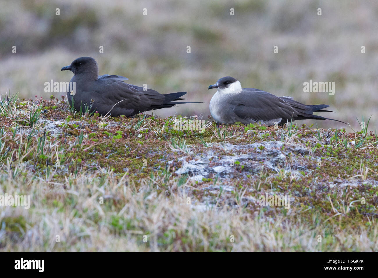 Arktis Jaeger (Stercorarius Parasiticus), paar auf dem Boden Stockfoto