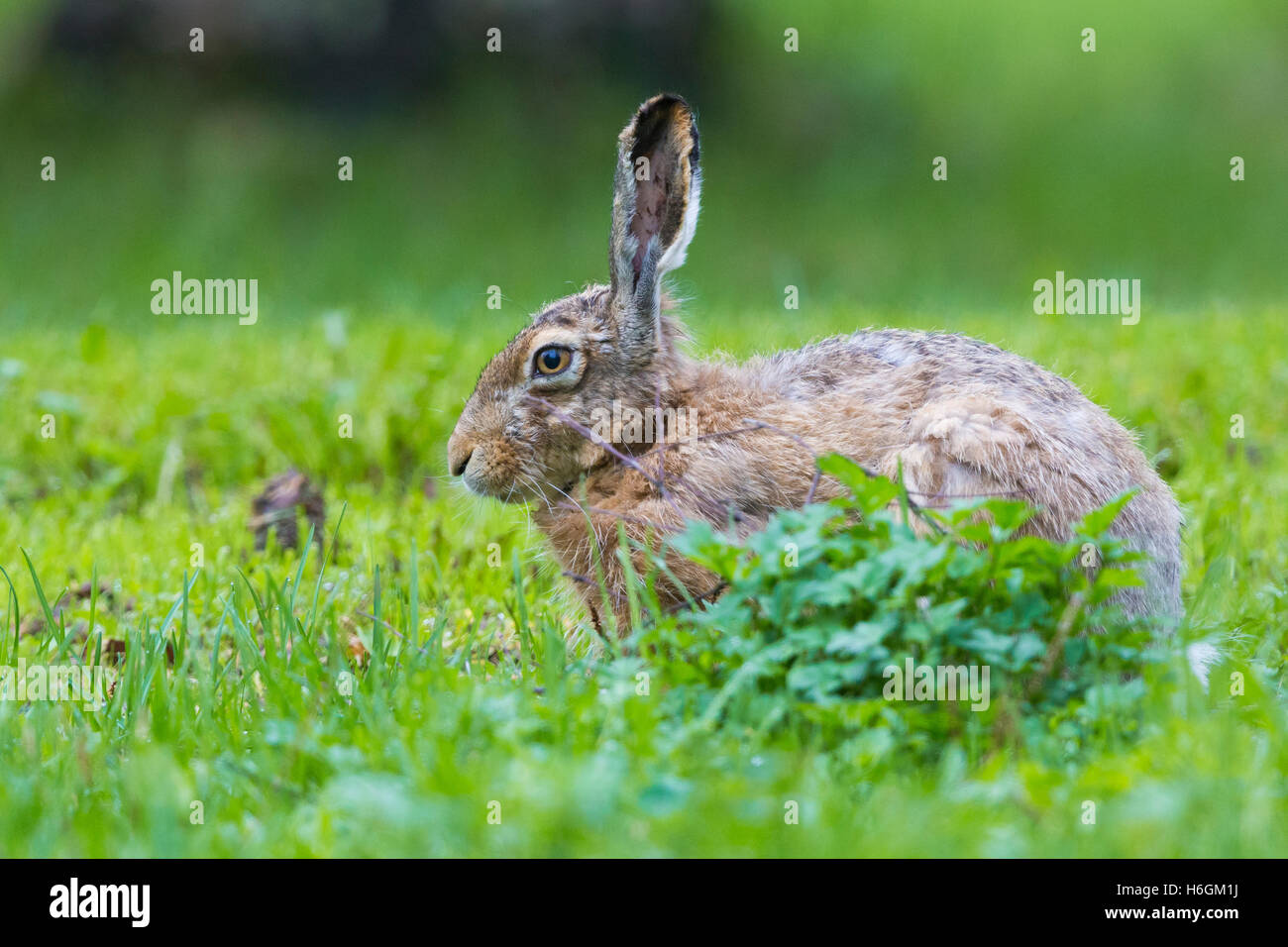 Feldhase (Lepus Europaeus), stehend auf dem Rasen Stockfoto