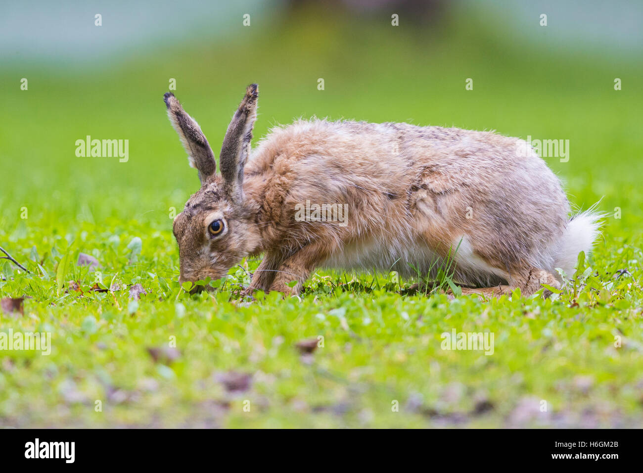 Feldhase (Lepus Europaeus), stehend auf dem Rasen Stockfoto